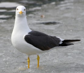 larus fuscus