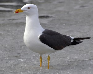 lesser black-backed gull