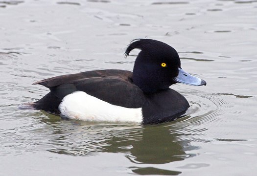 Tufted Duck