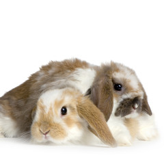 Fototapeta premium deux lapereaux de lapin bélier sur fond blanc