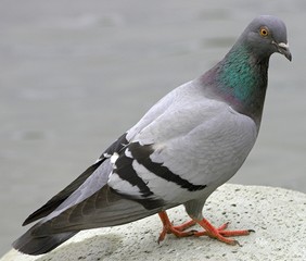 pigeon