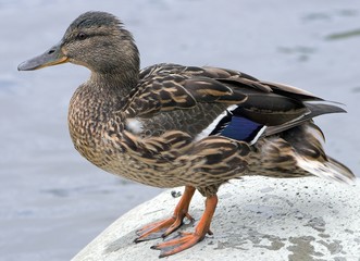 mallard duck.