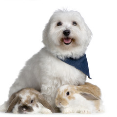 lapin bélier et bichon maltais