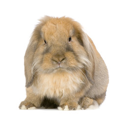 lapin bélier sur fond blanc