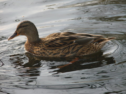 pato