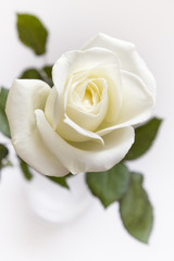 cream rose flower in a vase