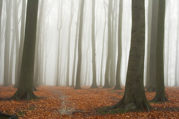misty autumn beech forest - obrazy, fototapety, plakaty