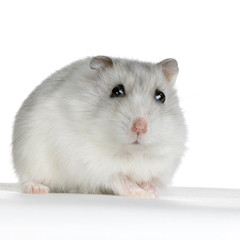 hamster russe perle