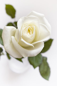 cream rose flower in a vase