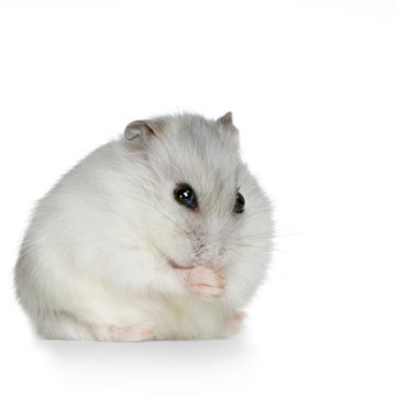 hamster russe perle Photos | Adobe Stock