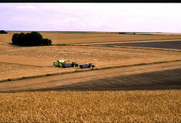 Obraz premium wheat harvest