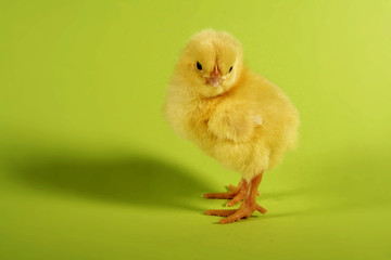 the chick