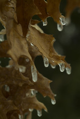 Fototapeta na wymiar ice on brown fall leaves during icestorm