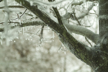 icicles on moss covered tree branch