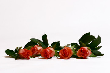 roses #2