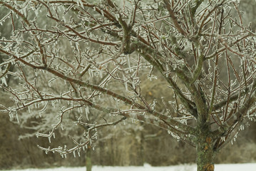 ice covered branches on tree