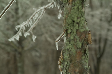 ice covered tree trunk