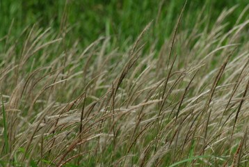 grass