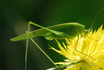 nature grasshopper