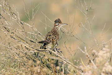 greater roadrunner
