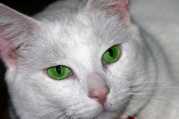 white cat green eyes