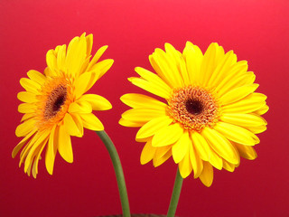 yellow gerbera daisies