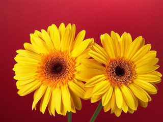 yellow gerbera daisies