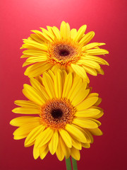 yellow gerbera daisies