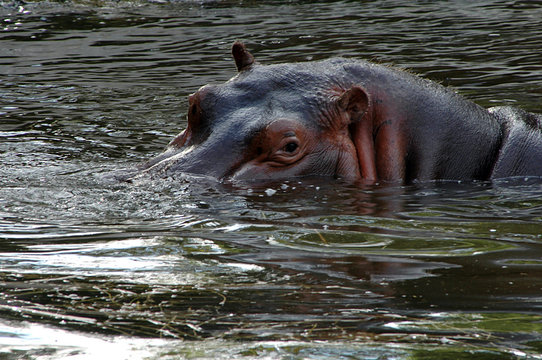 hungry hippo