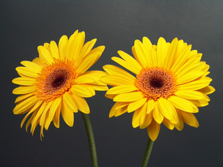 yellow gerbera daisies