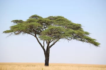 Foto op Aluminium acacia tree on the serengeti © Paul van Eykelen