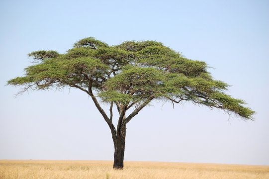 acacia tree on the serengeti