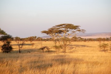 Obraz premium early morning serengeti