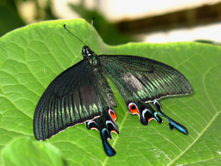multi-color swallowtail