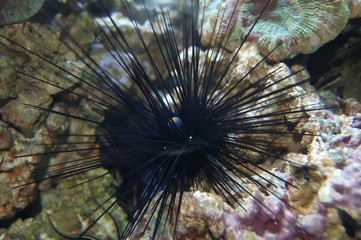spiny sea urchin