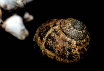 caracol