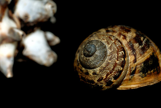molusc