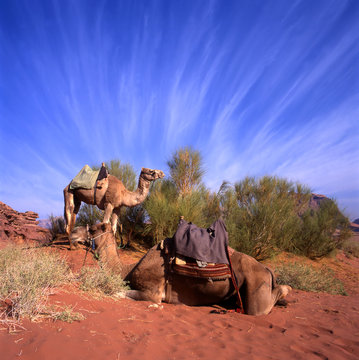 two camels in wadi rum jordan