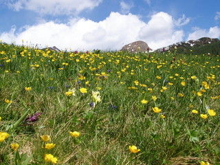prato fiorito