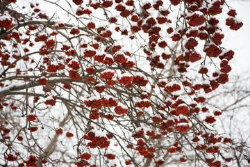 ashberry under snow