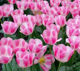 Obraz premium nice pink tulips
