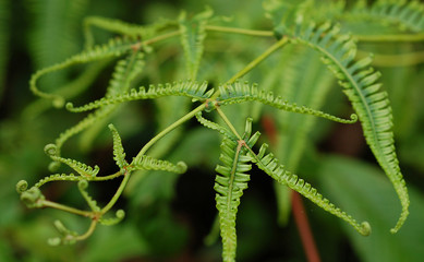 fern leaves