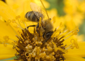 queen of bees