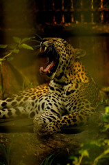 tiger