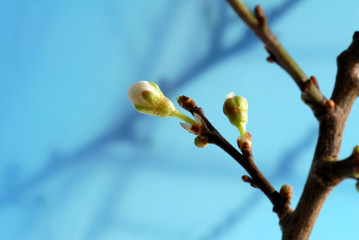bloom