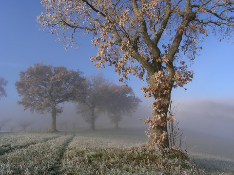 querce in inverno