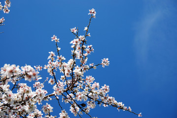 plum blossoms