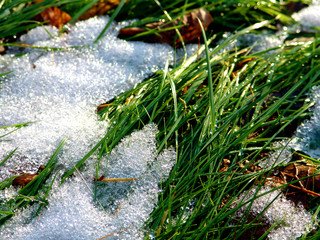 snow on grass