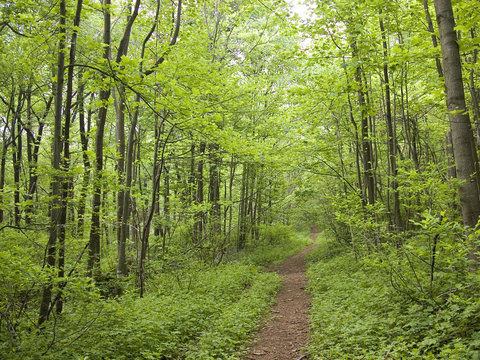 Fototapeta Appalachian trail running through a thick forest in a remote region of Virginia
