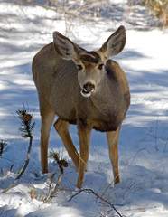 female mule deer